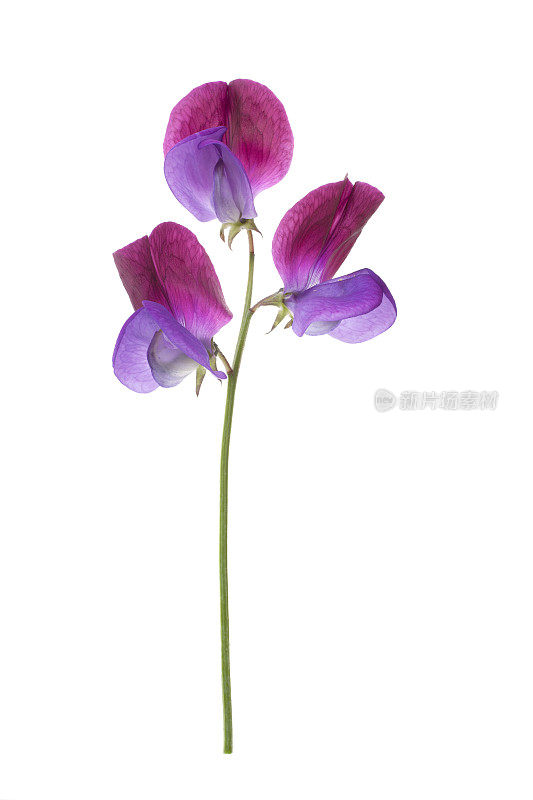 甜豆“Cupani”花(学名Lathyrus odoratus)。
